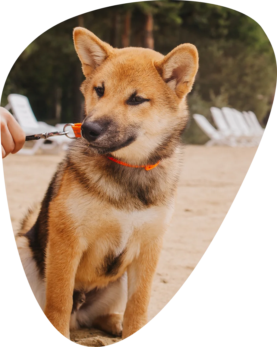 Dog – friendly Dog – friendly